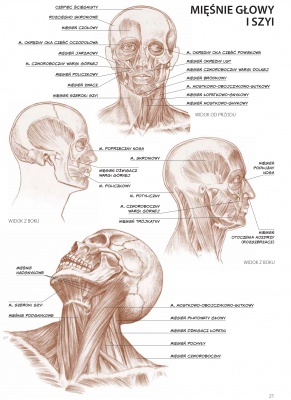 Anatomia dla artystów. Tom 4. LEONARDO COMPACT SERIES