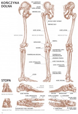 Anatomia dla artystów. Tom 4. LEONARDO COMPACT SERIES