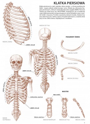 Anatomia dla artystów. Tom 4. LEONARDO COMPACT SERIES
